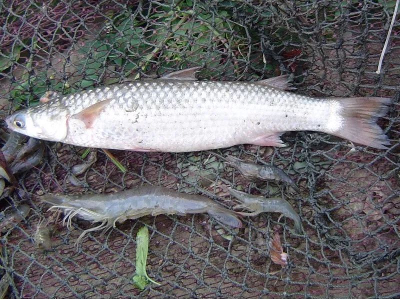 向左滑动查看成品小雪百科:豆仔鱼外观近似于乌仔鱼,一般人主要以成鱼