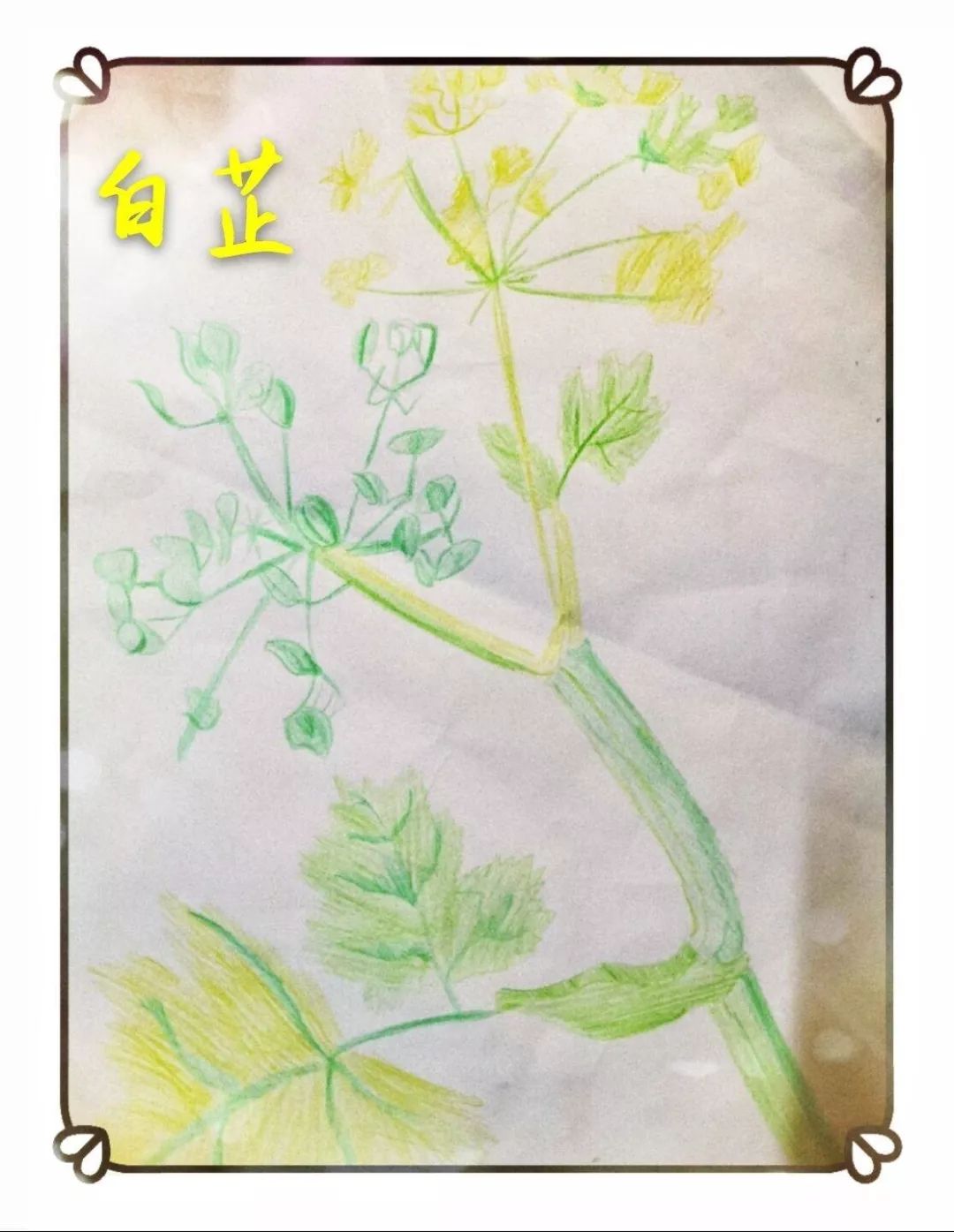 绘中药百草,扬中医国风