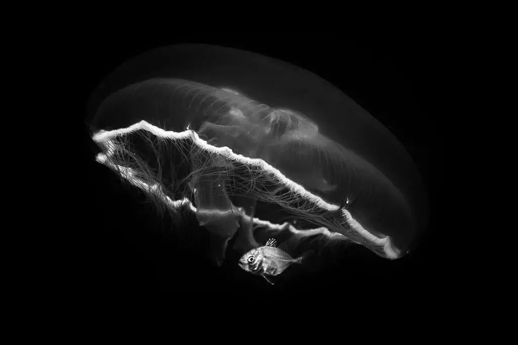 用黑白摄影艺术去展示海底世界