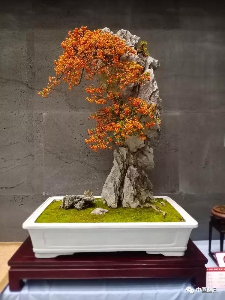 台州市根艺盆景展部分作品新鲜欣赏