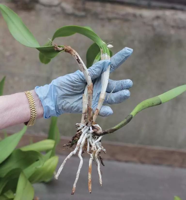 兰花的假鳞茎养不好别想叶子长得翠绿更别提孕育花朵了