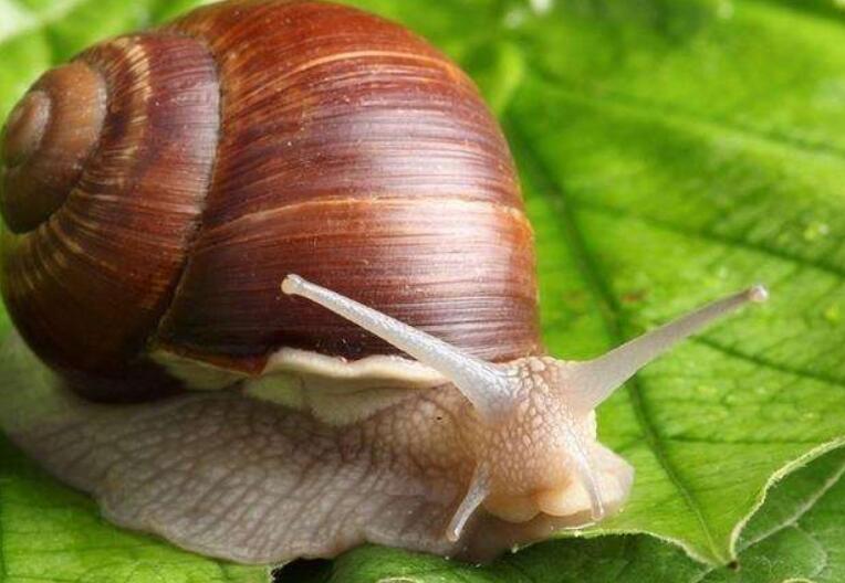 云耕时代白玉蜗牛养殖越冬管理要点冬眠冬繁才能确保利益