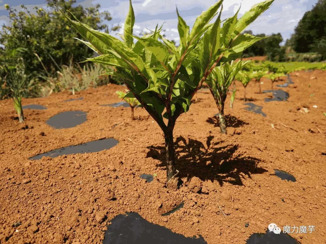 魔芋适宜半阴半阴的环境下生长,小面积种植怎么种植怎么好,因为它小