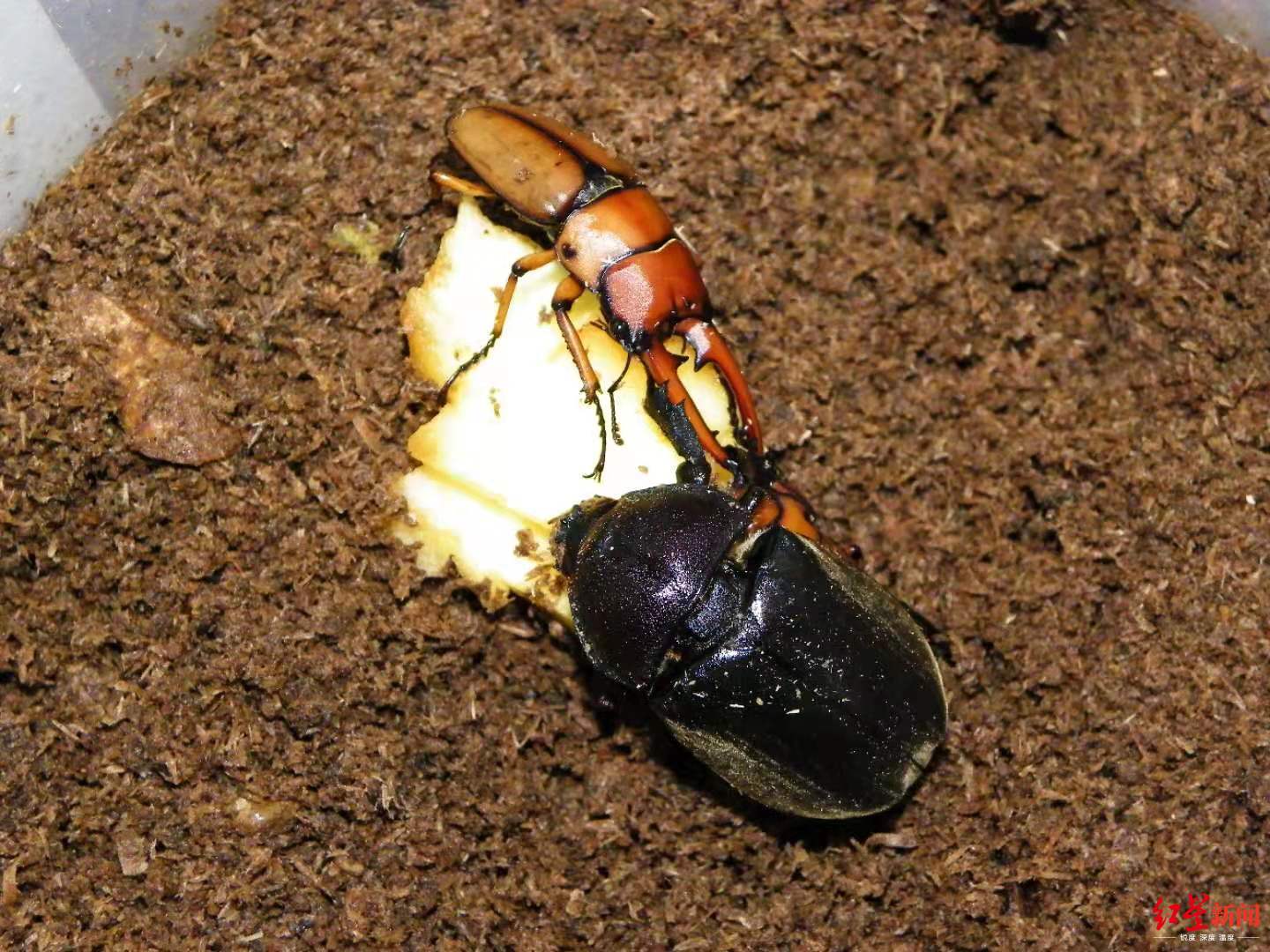 这只雌性锹甲活了300多岁打破日本饲养纪录