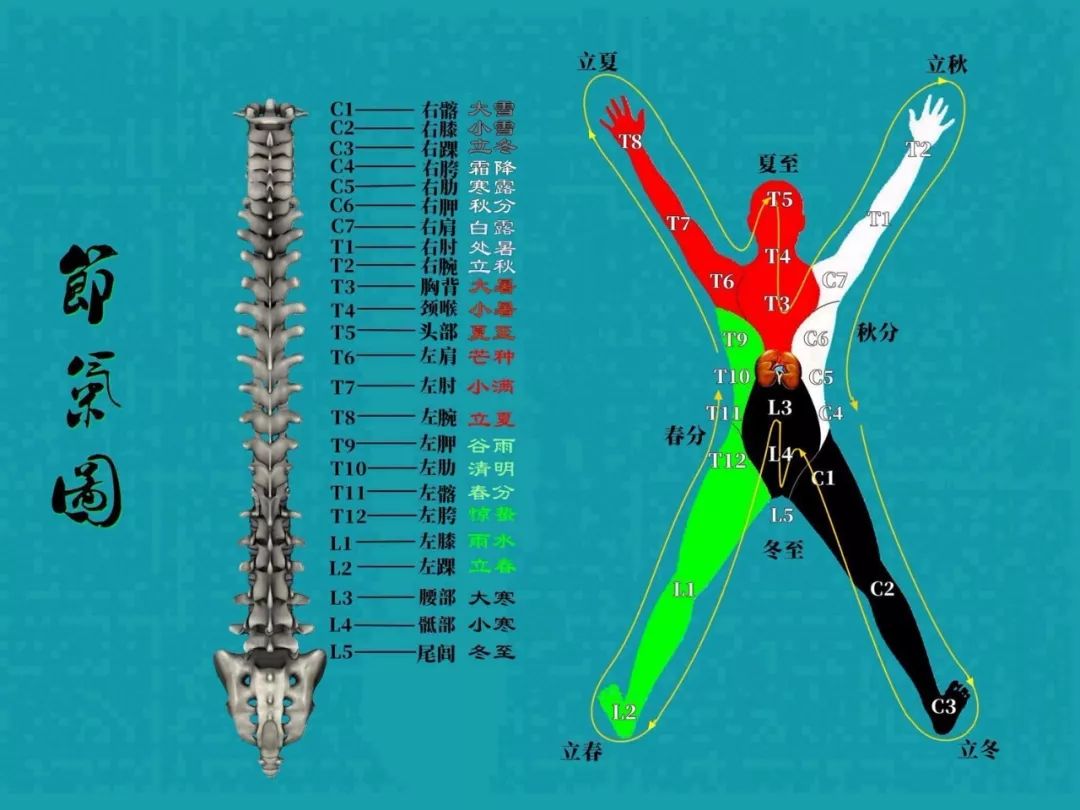 除此以外,天地交泰的二十四节气,体现在人身上的二十四块脊椎上面