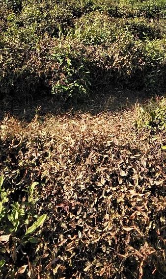 植物干枯水库缩水持续性气象干旱影响了丹徒哪些