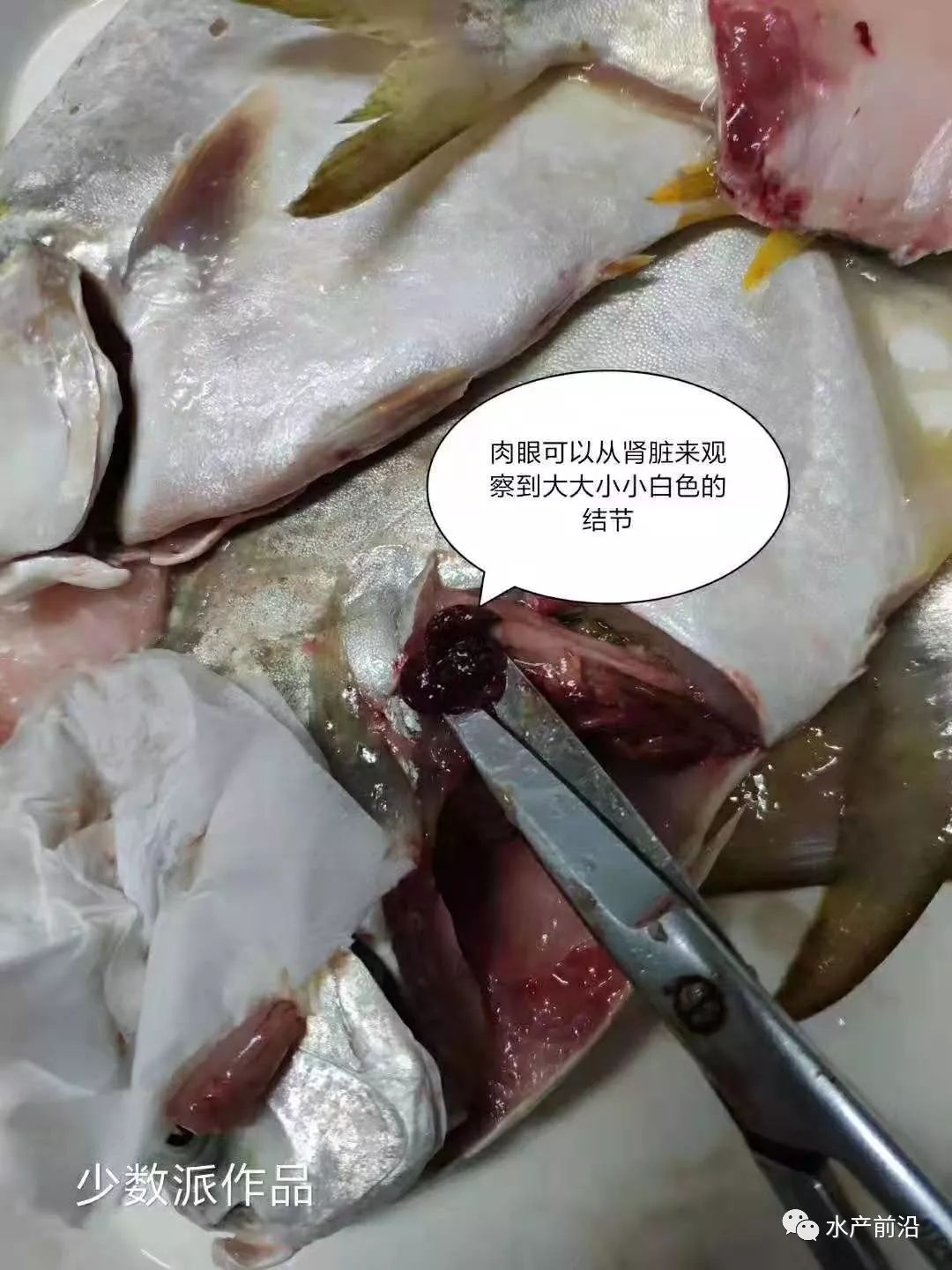 黄鱼 肾脏图片