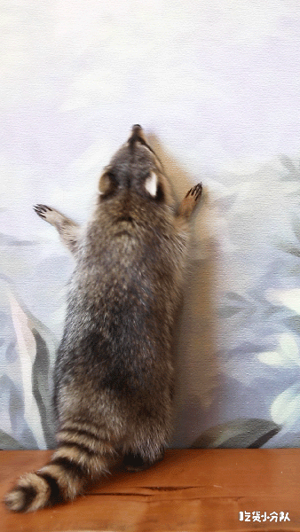 不用去首尔小浣熊咖啡店上海也有了