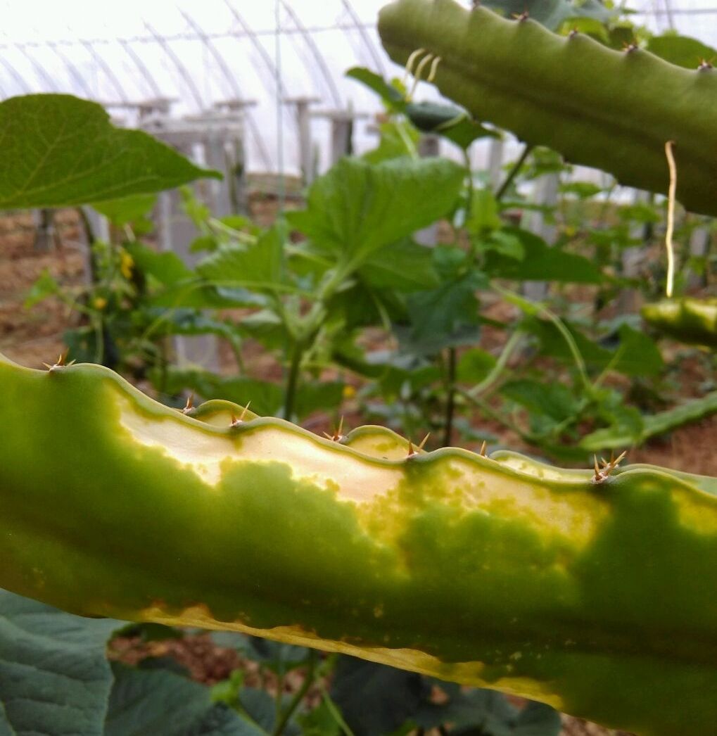 火龙果茎枯病防治应该这样防治效果好