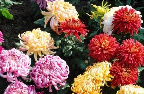 这三种花冻冻更健壮 家有暖气的花友们注意啦 兰花