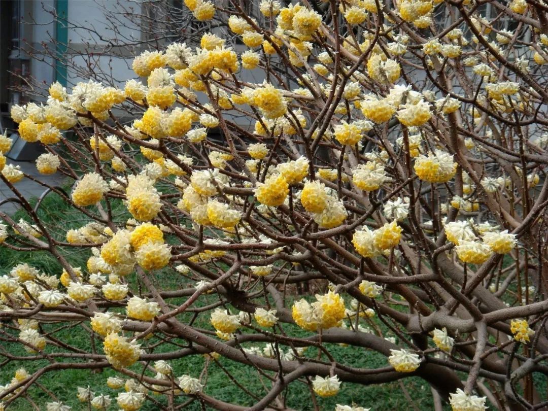 在家门前种这几种观赏花树,四季都不缺花朵观赏,就怕花落满地