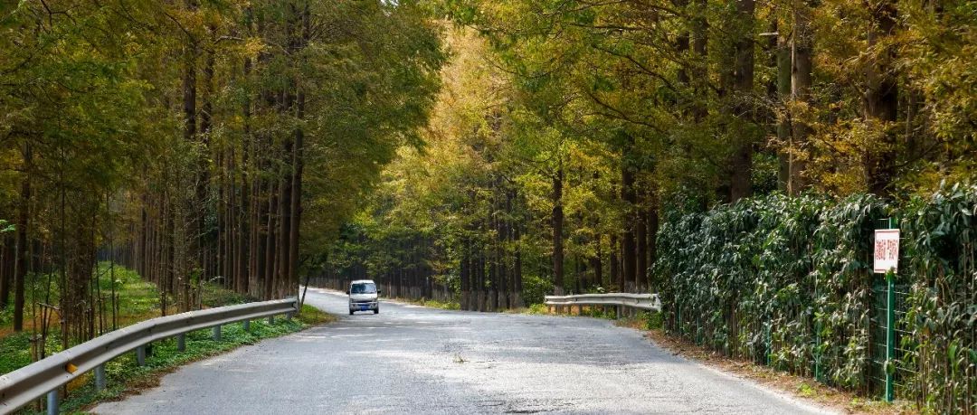 這條公路,竟然在上海_水杉