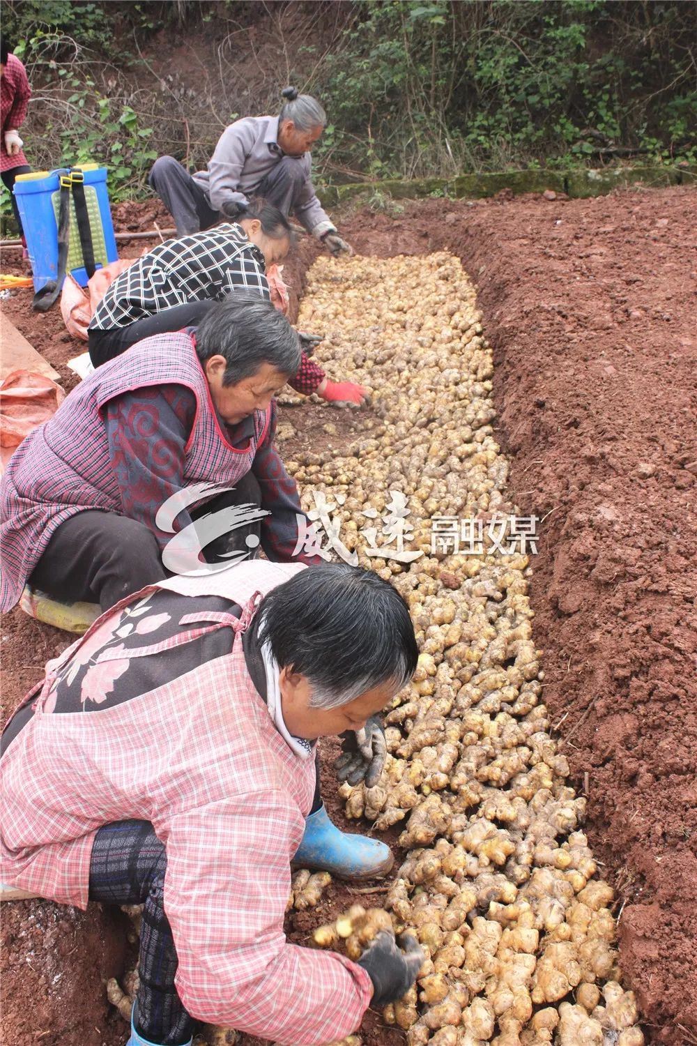 锅炉姜栽种季节,威远县新店镇民付村的杜友芬带着帮工的村民们在大雾