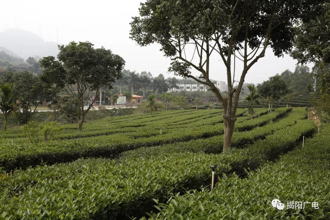 我的家乡八国风情