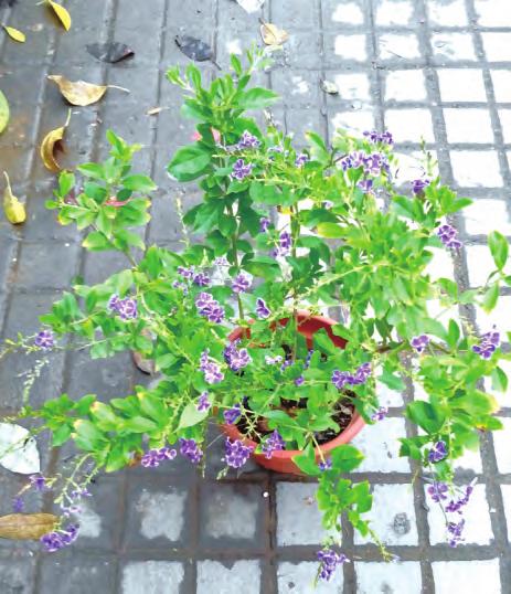 黄金叶别名金露花,篱笆树,花墙刺,繁殖及病虫害防治栽培技术