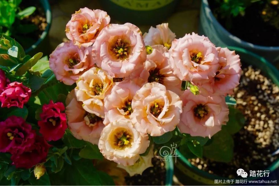 洋桔梗塞布丽娜橘色