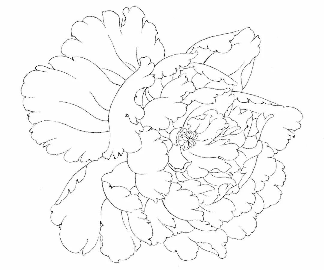 教程李怀臣工笔牡丹基础知识介绍