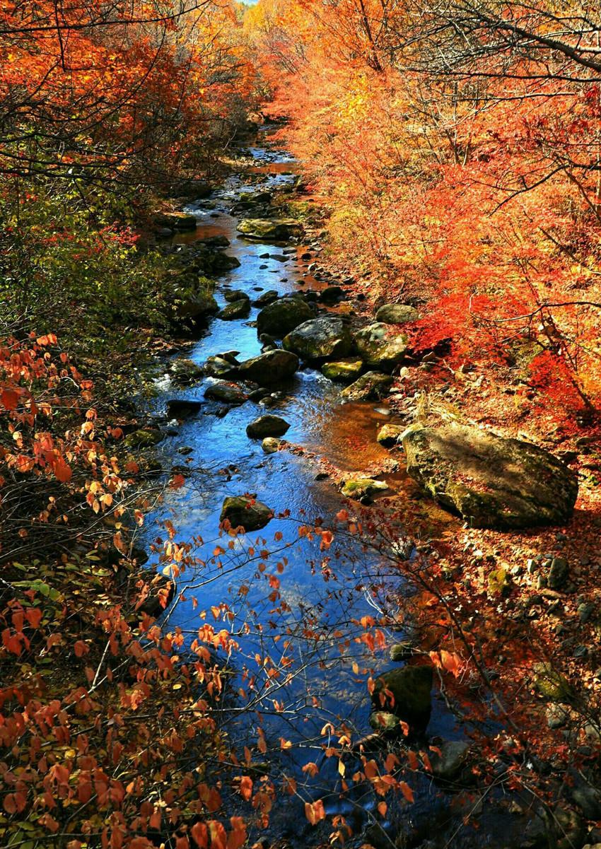 香山紅葉雖美但更多的人會去這裡因為它才是中國楓葉之都