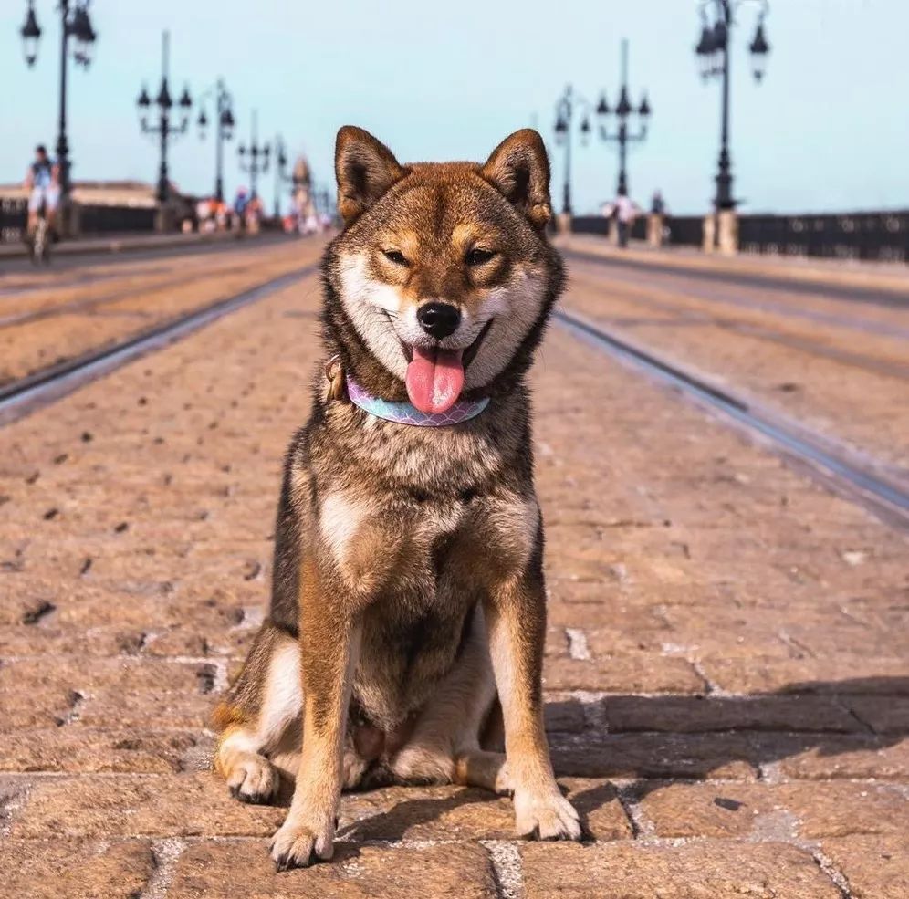 胡麻豆柴犬图片