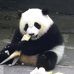 表情| 干啥啥不行,吃饭第一名_熊猫