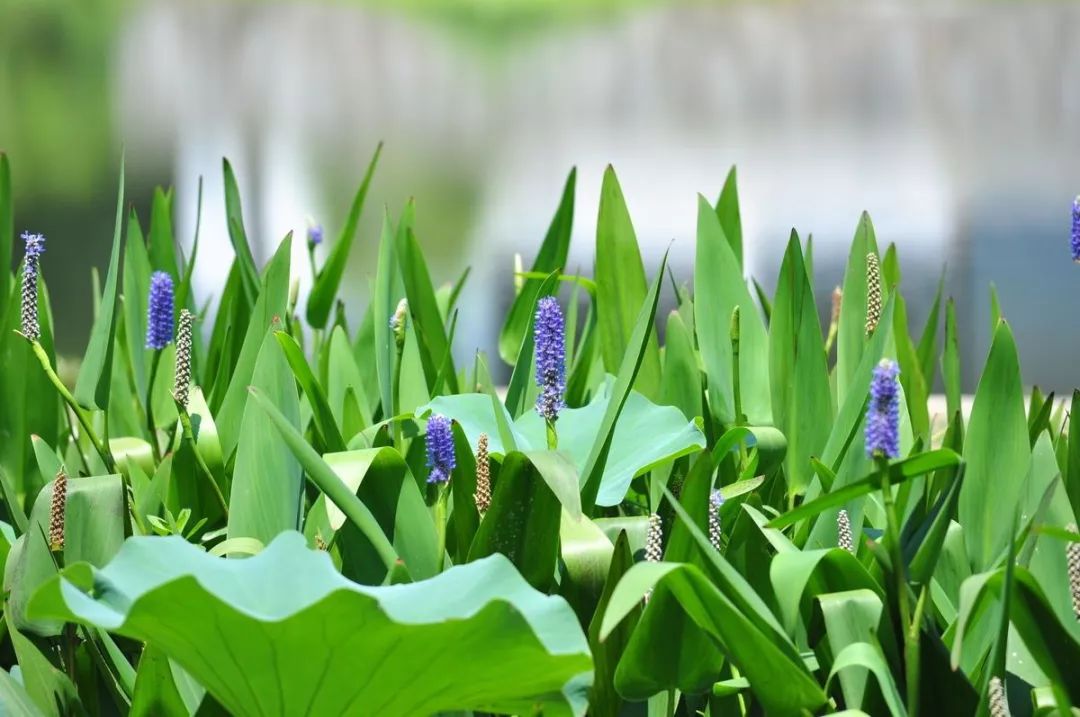 植物水(植物水道)