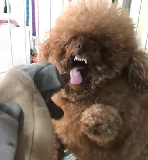 泰迪生气起来有多可怕铲屎官这货怕不是藏獒吧