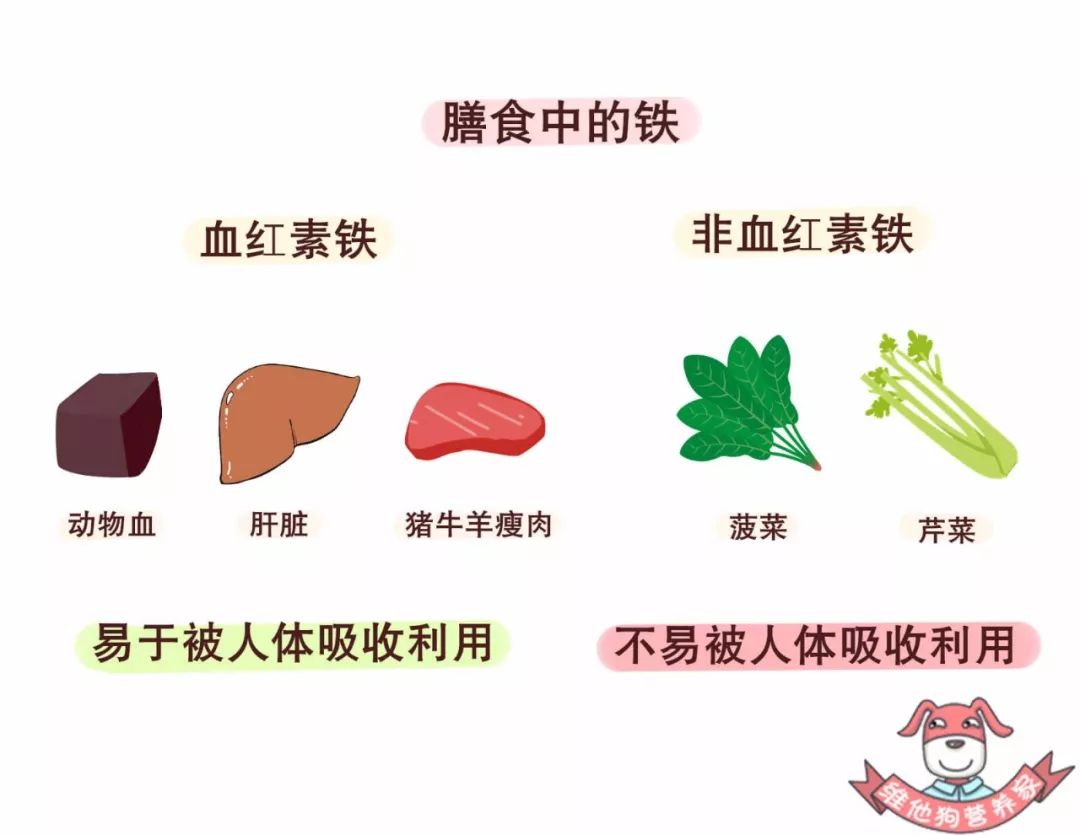 非血红素铁存在于植物性食物中,如菠菜,芹菜等,不容易被人体吸收利用.