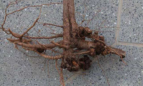 桃树根瘤病的特点及防治措施