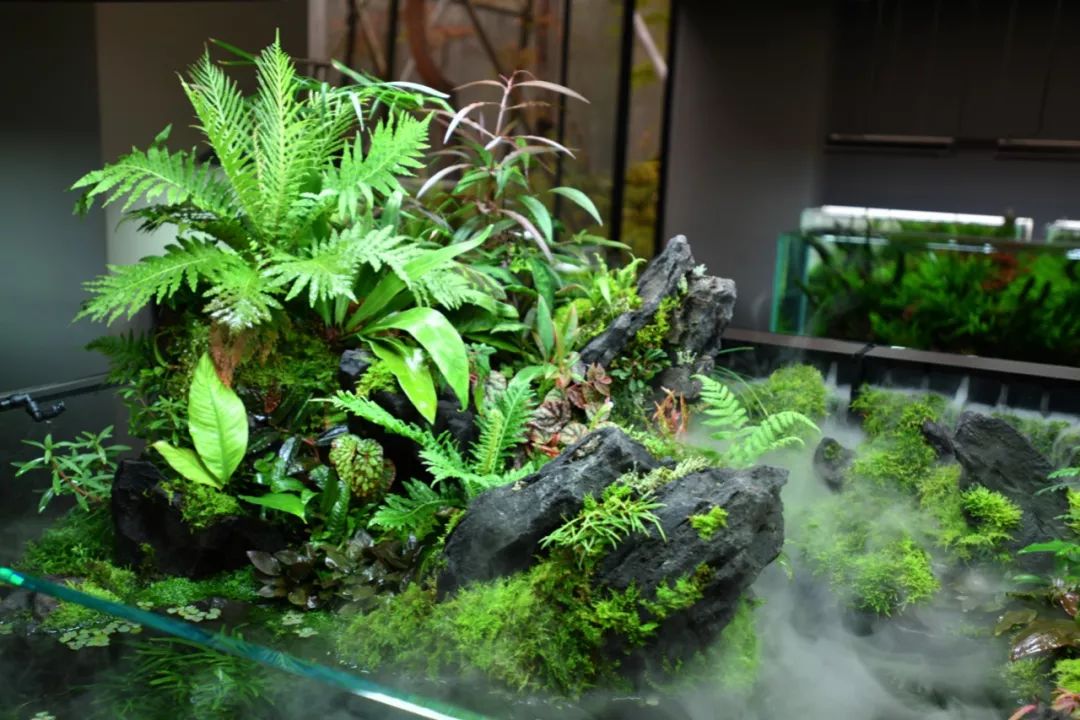 120*45*45水陆缸▼60*30*36水陆缸使用了水草云雾挂壁60(新产品)▼60*