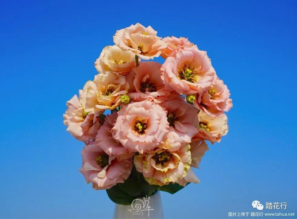 洋桔梗塞布丽娜橘色