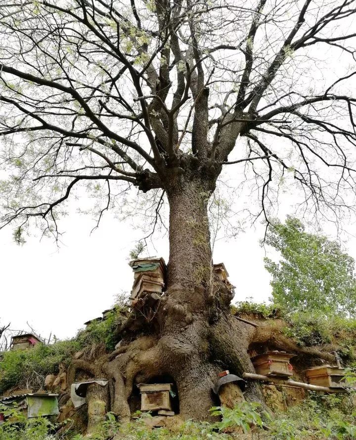原始点案例——女士开车落水急救案例!