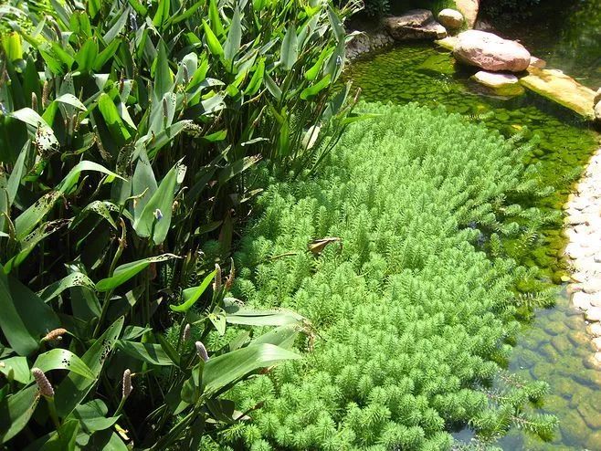 水生植物的花花世界