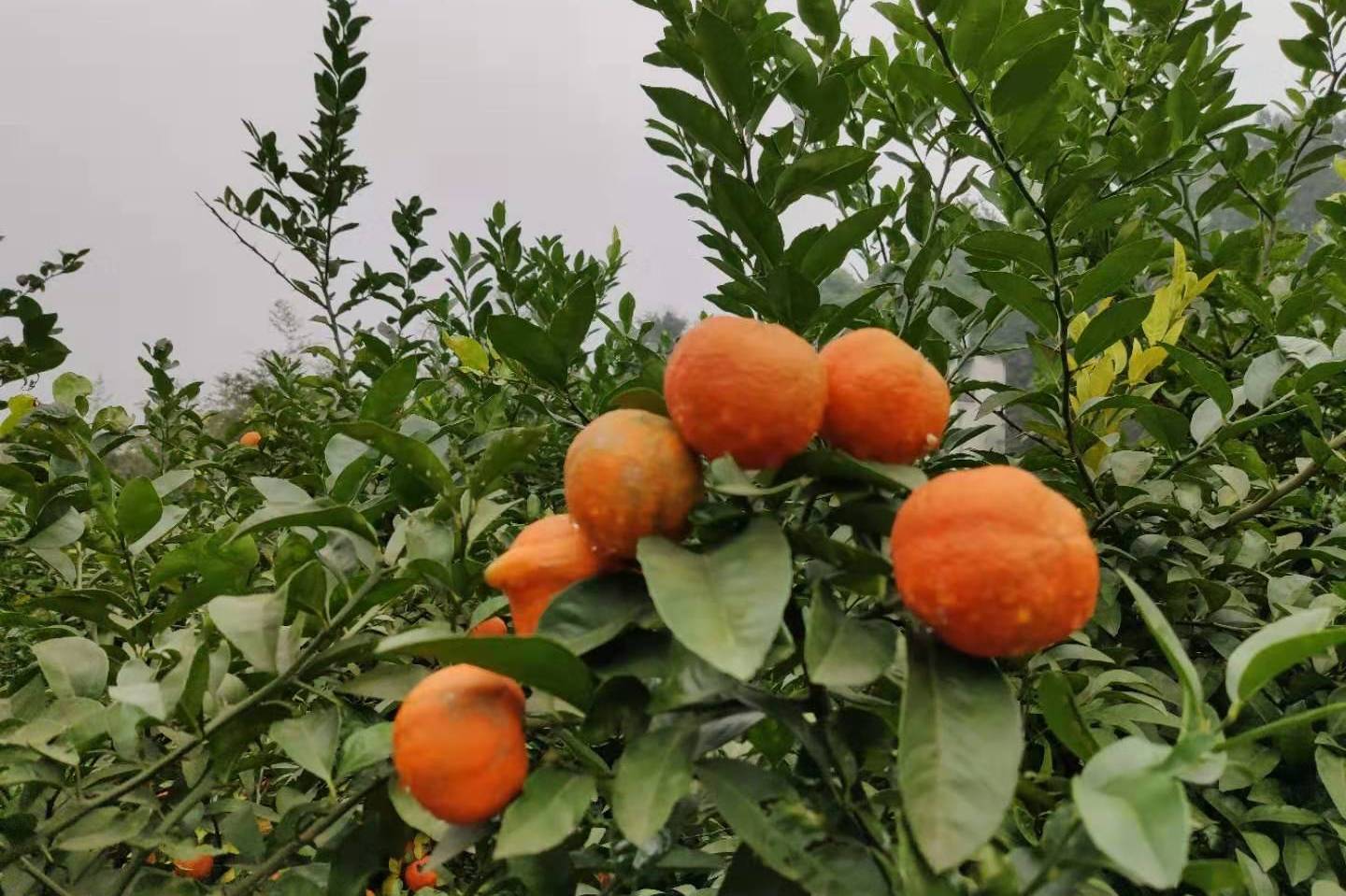 红檬子树图片图片