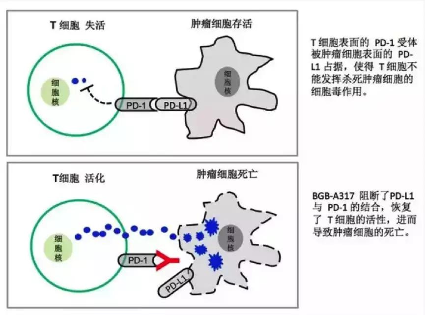 科普一文读懂癌症经典免疫疗法