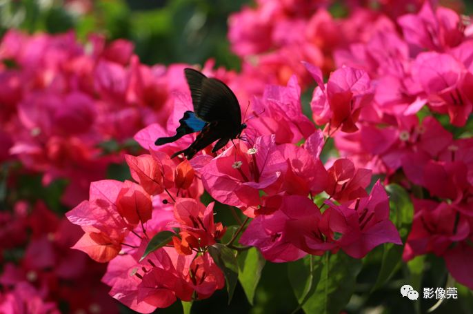 金凤蝶(凤蝶科)与三角梅拍摄地:东莞植物园玉带凤蝶(凤蝶科)与五彩梅