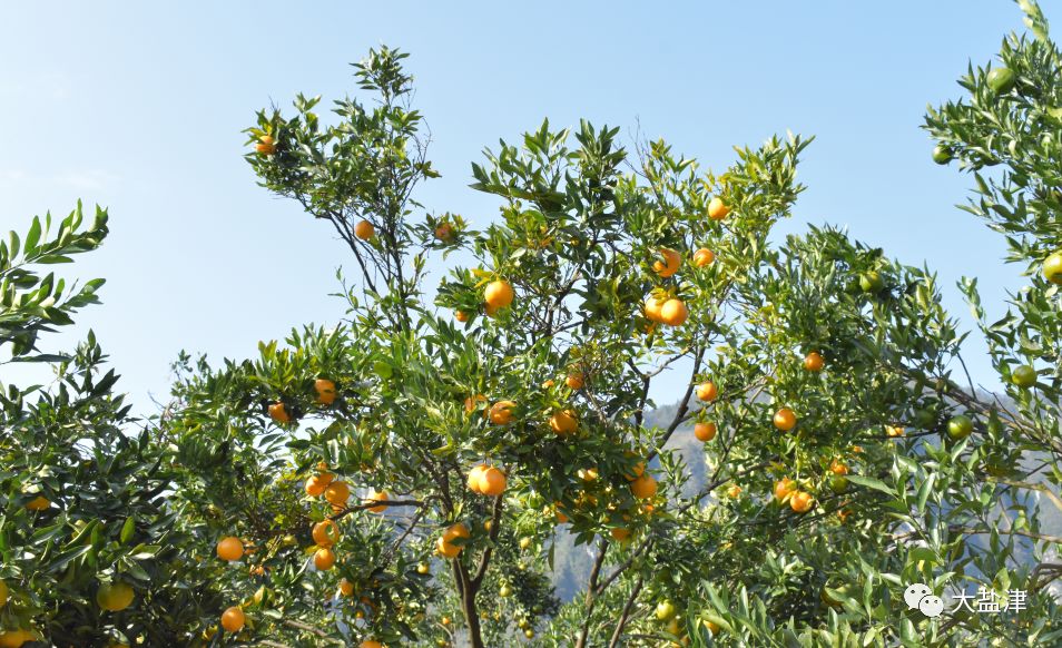 盐津柿子镇柑橘采摘节第一天,现场热闹非凡