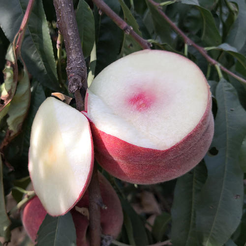 冬桃品种的表现优缺点