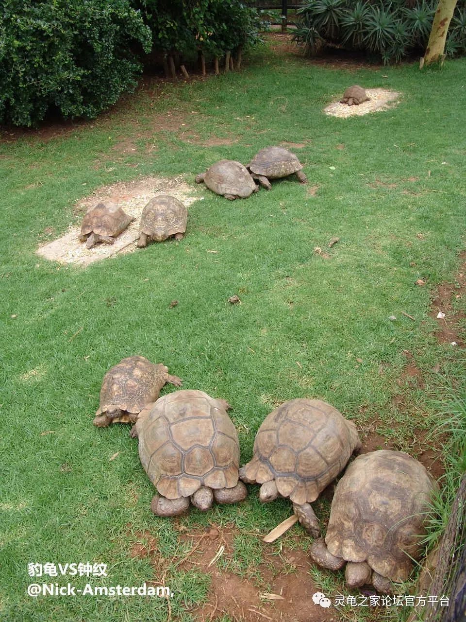 饲养钟纹折背陆龟