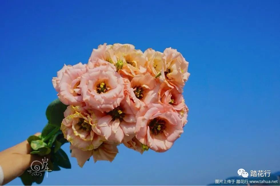 洋桔梗塞布丽娜橘色