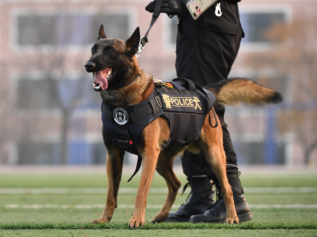 高小微:史上最萌警犬来了!网友:还招不招饲养员?