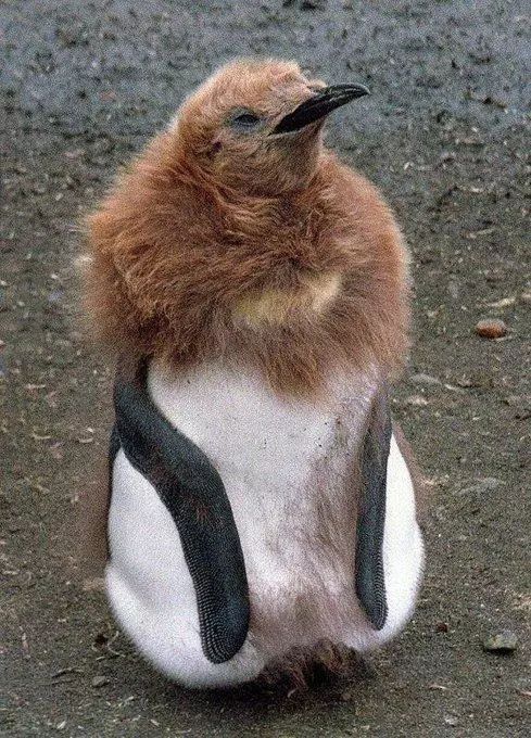 小邋遢企鹅图片
