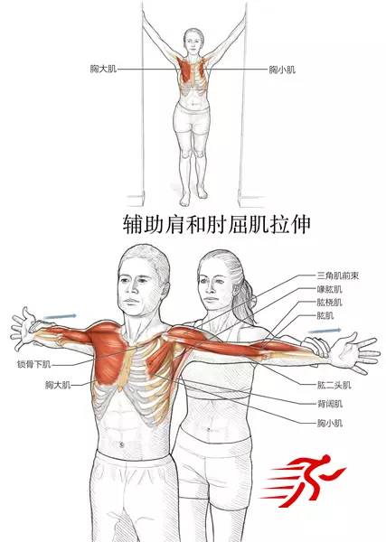 肌肉连线法图片