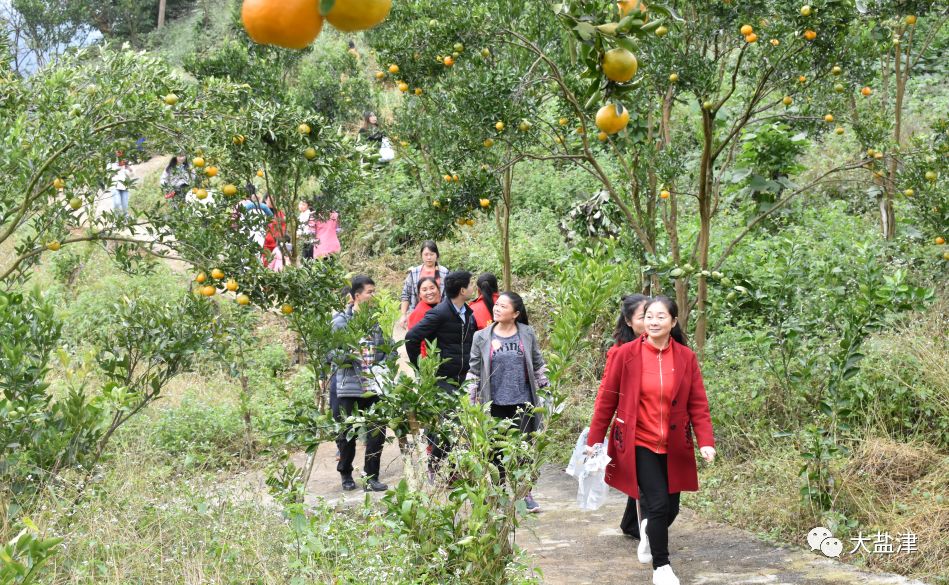 鹽津柿子鎮柑橘採摘節第一天現場熱鬧非凡