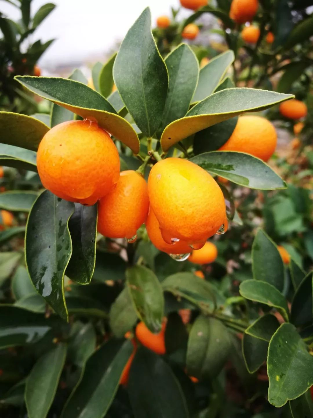 云天社精品悦读金橘熟了作者释耀法南京