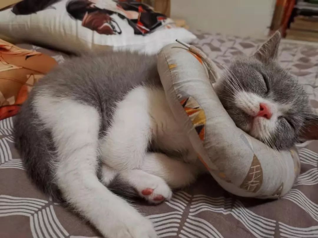 在睡梦里都要吃东西的小猫?这是得有多馋!