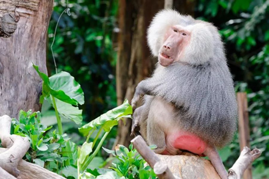 狒狒王叫我来巡山