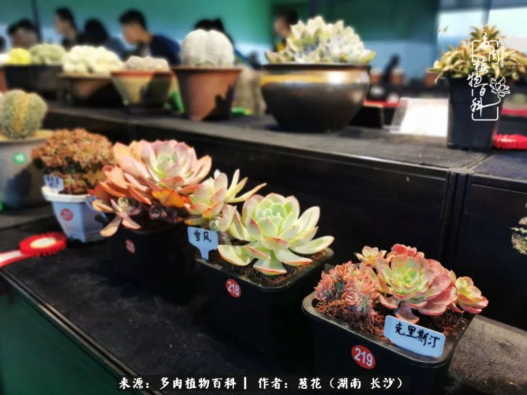 2019年上海多肉植物展目光所及都是欢喜