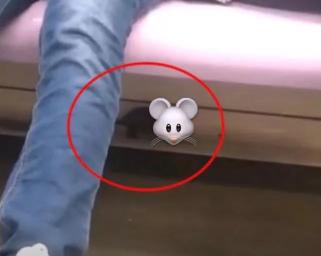 地铁现淡定"灭鼠哥":一脚踩住狂奔老鼠,瞅一眼继续玩手机