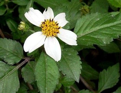 农村这种植物,过去农民见到就砍,如今因有药用价值成了抢手货_鬼针草