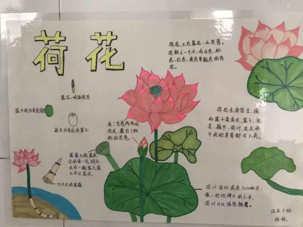 南一小学科技筑梦创新成长科技节系列活动之大自然的秘密自然笔记报道